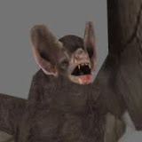 File:Demonflyingfox.jpg